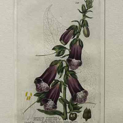 Purple Foxglove (Digitalis Purpurea)