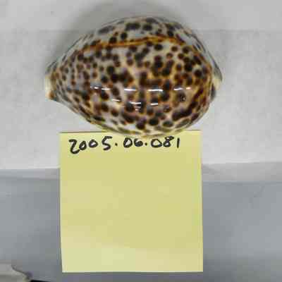 Cypraea tigris, Linne