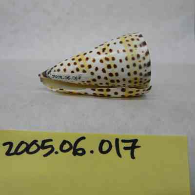The Lettered Cone (Conus literatus, Linnaeus)