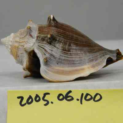 Strombus alatus, Gmelin