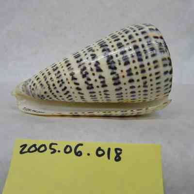 Leopard Cone (Conus leopardus, Roding)