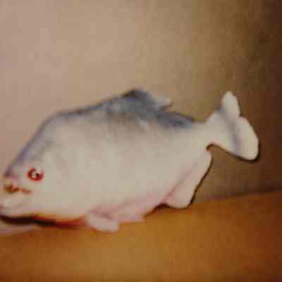 Taxidermy