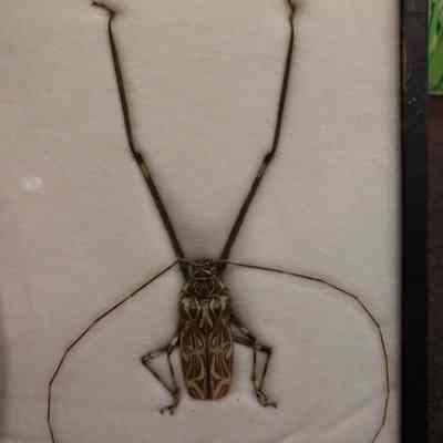 Harlequin Beetle