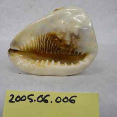 King Helmet (Cassis tuberosa Linne)