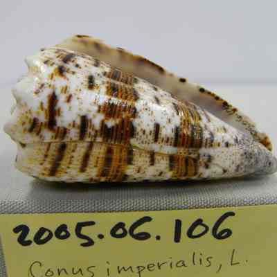 Conus imperialis, L.