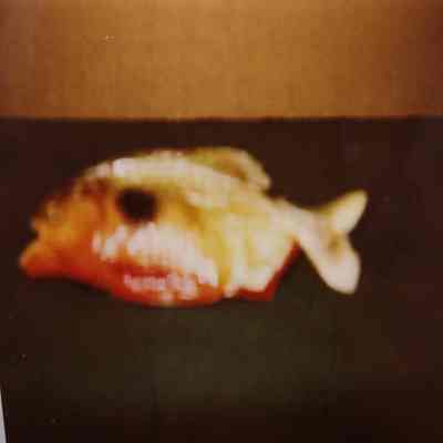 Taxidermy