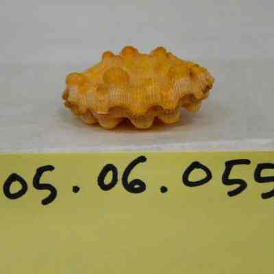 Lyropecten nodosus, Linne