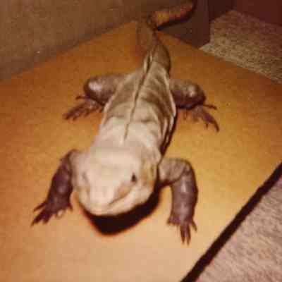 Taxidermy