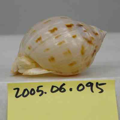 Phalium granulatum, Born