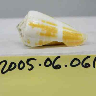 Conus magus, Linnaeus
