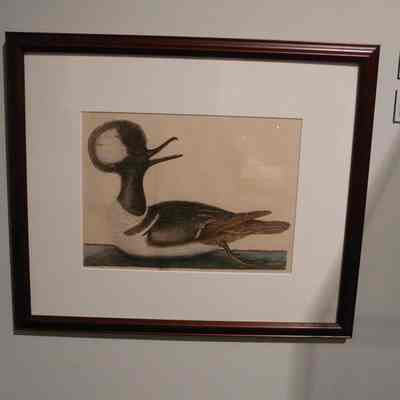 Mergus (Hooded Merganser)