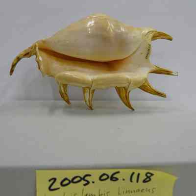 Lambis lambis, Linnaeus