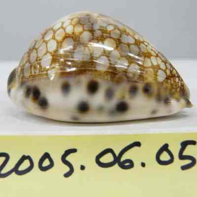 Cypraea scurra, Gmelin