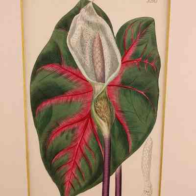 Callabium Bicolor