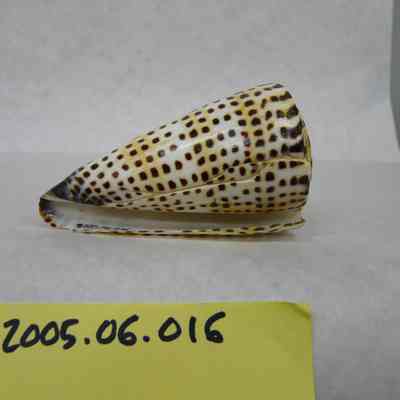 The Lettered Cone (Conus literatus, Linnaeus)