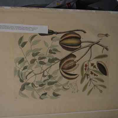 The Mahogany Tree