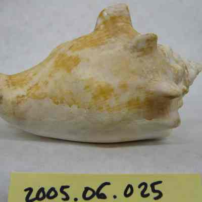 Milk Conch (Strombus costatus, Gmelin)