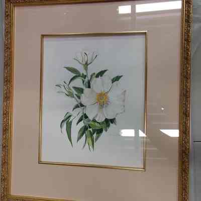 Cherokee Rose
