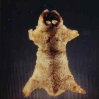 Pelt