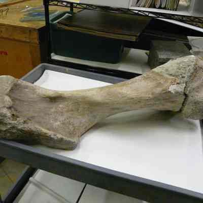 Mastodon femur