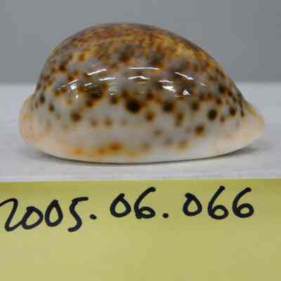 Cypraea zonaria, Linne