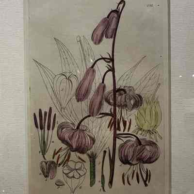 Martagon Lily (Lilium Martagon)