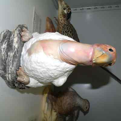 California Condor Chick