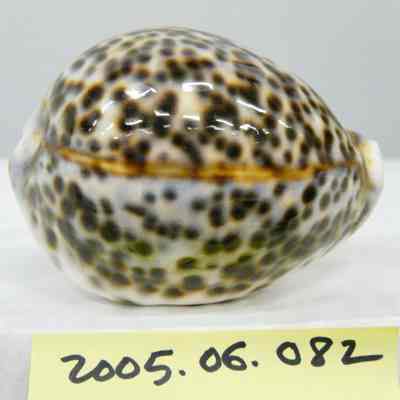 Cypraea tigris, Linne