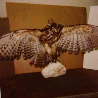 Taxidermy