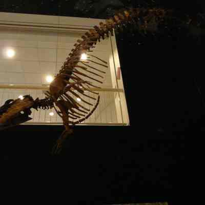 Fossil
