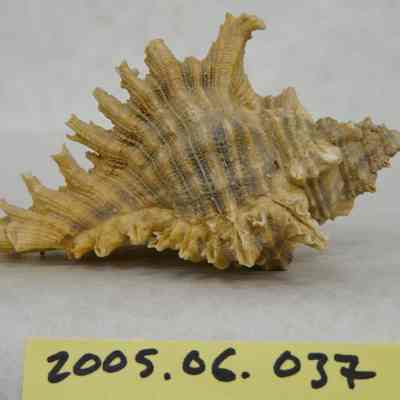 Lace Murex (Chicoreus dilectus, A. Adams)