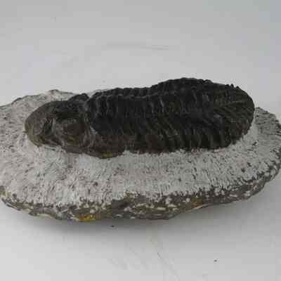 Trilobite Fossil