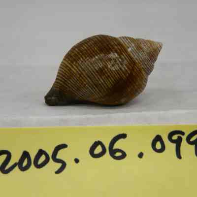 Latirolagena smaragdula, Linne