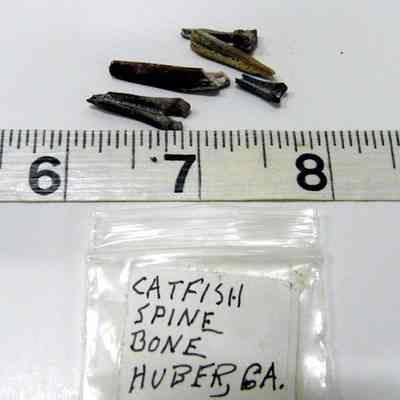 Catfish Spine Bone
