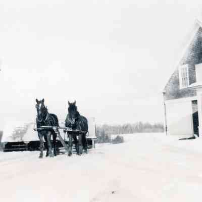 Ames Farm Horses