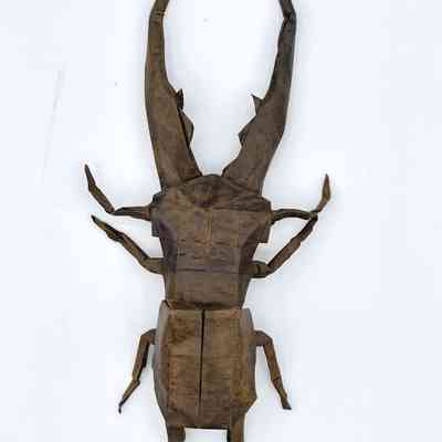 (F) - Rodríguez, Gabriel (Folder, Uruguay); Kamisha, Satoshi (Creator, Japan) - Cyclommatus metallifer
