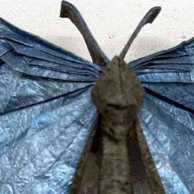 (C) - Huang, Zhen Ming (Taiwan) - Butterfly