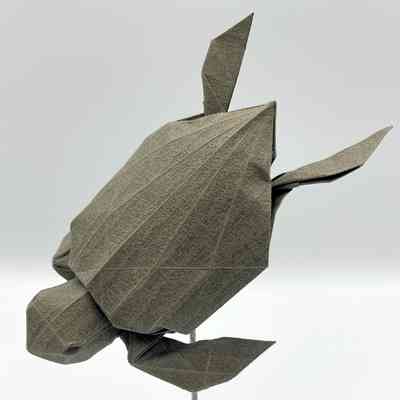 (C) - Huang, Zhen Ming (Taiwan) - Leatherback Turtle