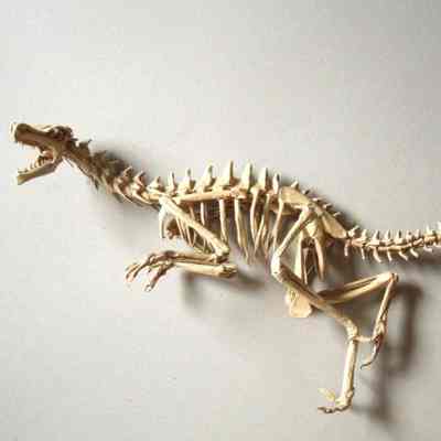 (C) - Hieu, Tran Trung (Vietnam) - Velociraptor skeleton