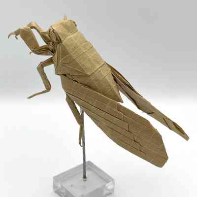 (F) - Huang, Zhen Ming (Folder, Taiwan); Kota, Imei (Creator, Japan); - Cicada