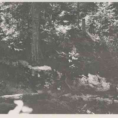 Brush on Hillside