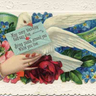 Dove with Card