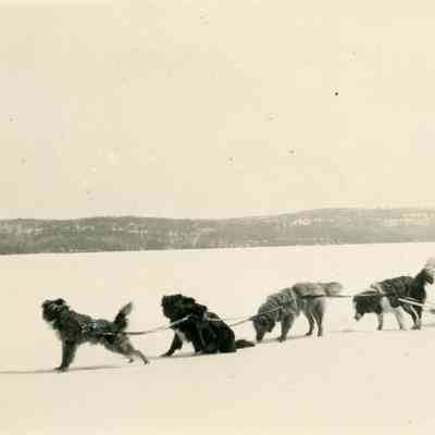 Man and Dogsled
