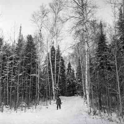 Road Through Bush