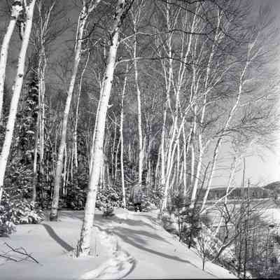 Trout Lake Trail by Lakeshore