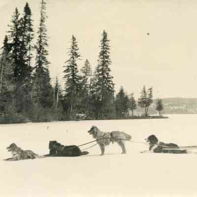 Man and Dogsled Team