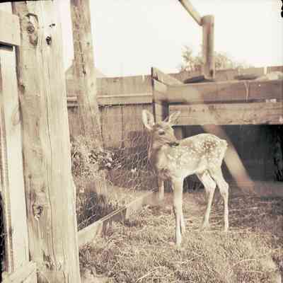 "Betty Fawn" with Mrs. Jacklin-McLeod St. - 1939