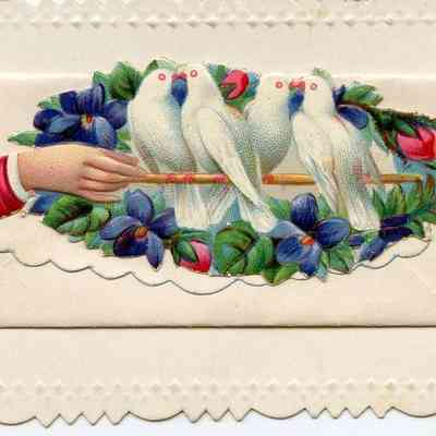 Perched Doves