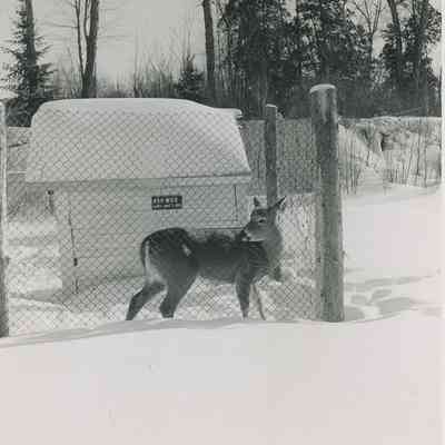 Deer in Confinement - Trapper Trading Post, Marten River - 1957
