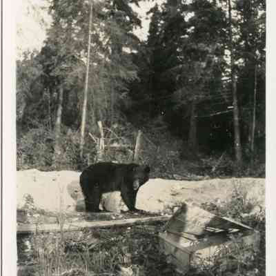 Bear Near North Bay, Ontario - Canada